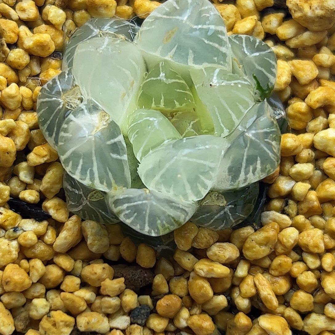 糊斑龙爪锦十二卷