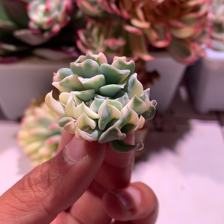 特玉莲小缀化锦可嫁接