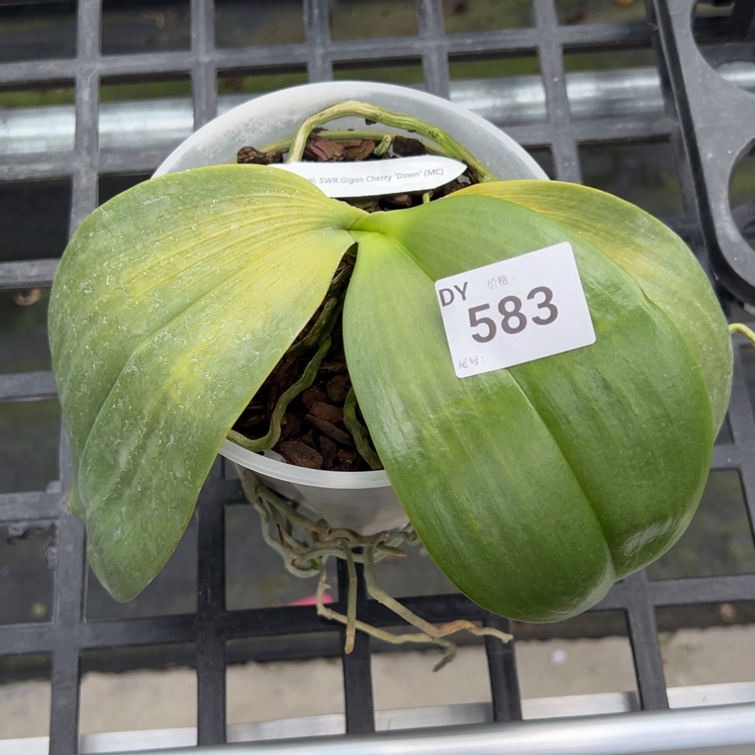 当前无花栽培后可以开花4.5寸杯特价樱桃象耳任何原因不售后