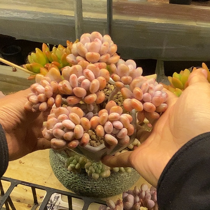 多肉植物一物一拍