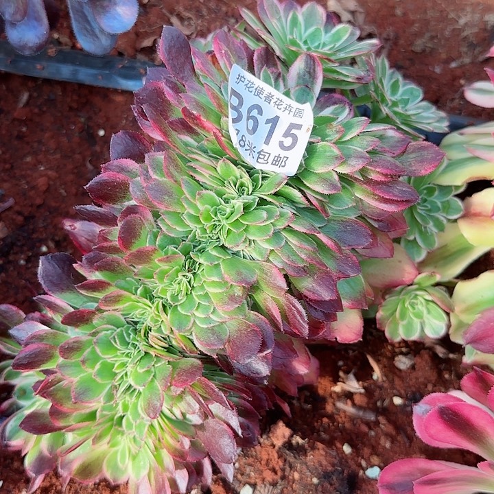 多肉法师海王缀化