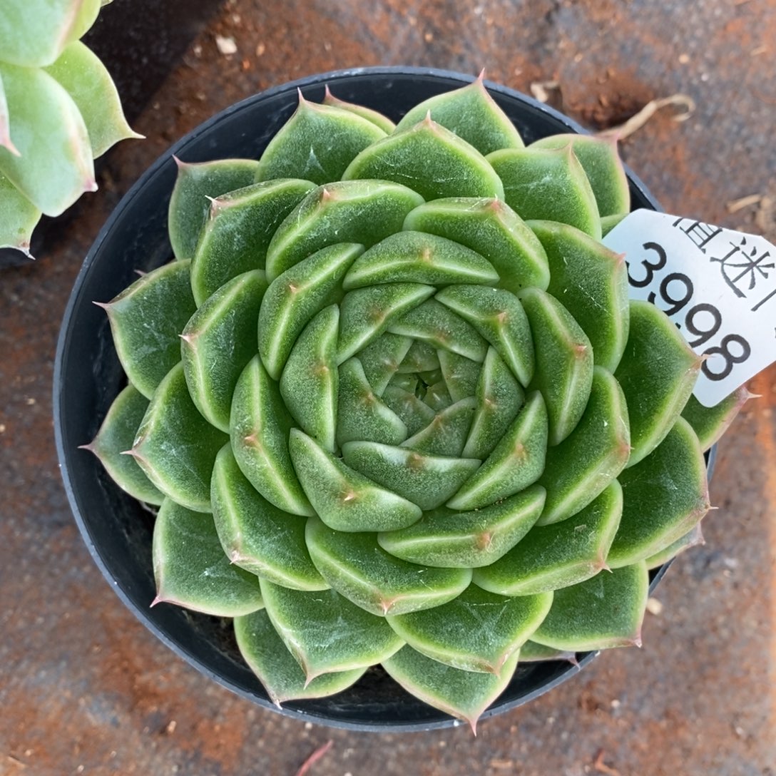 倾***8杂交精品多肉3998~10厘米