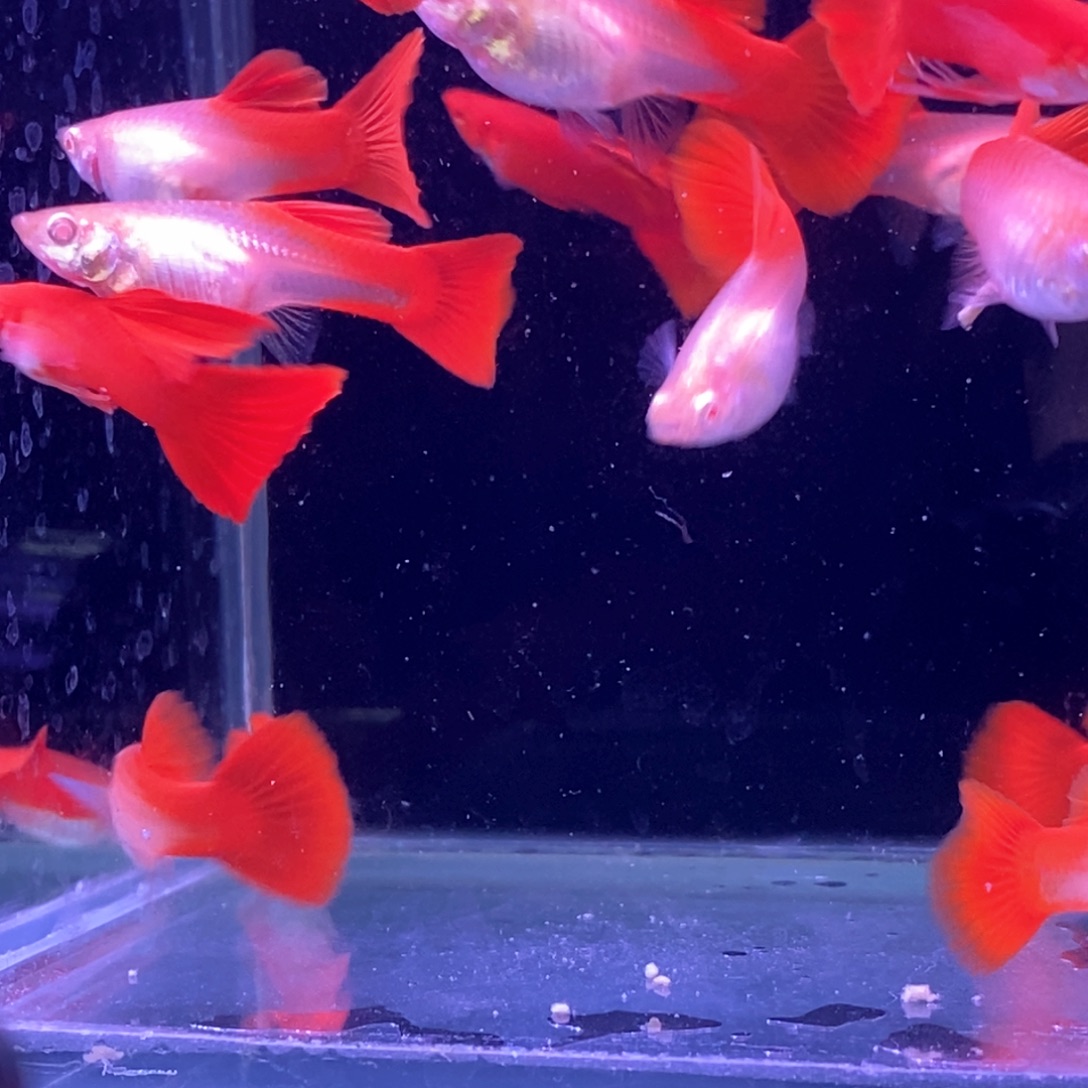 孔雀鱼福利血红20条包邮