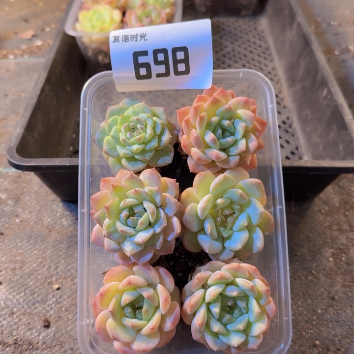 698，拼盘，多肉植物