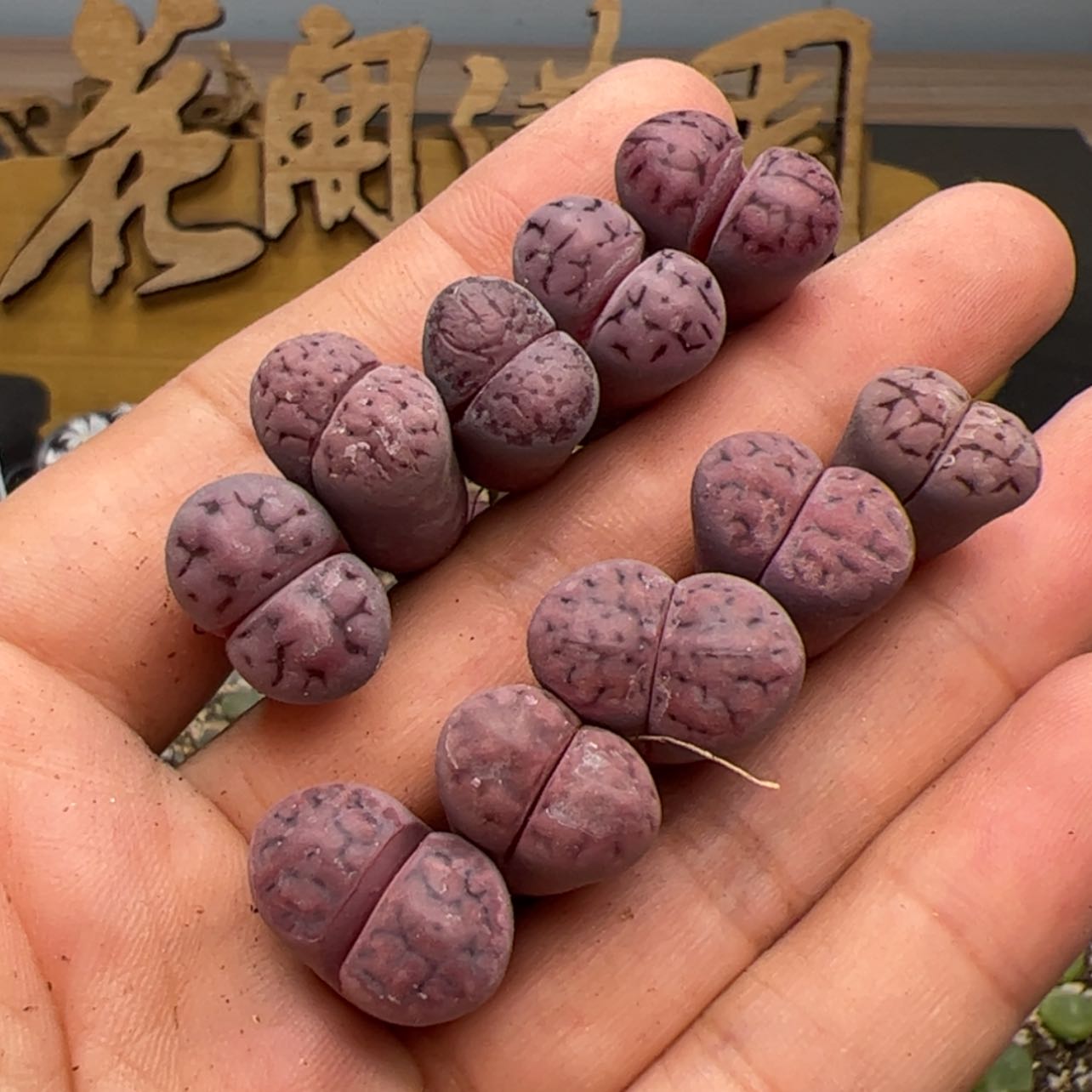 【闪购商品】00000013紫花纹