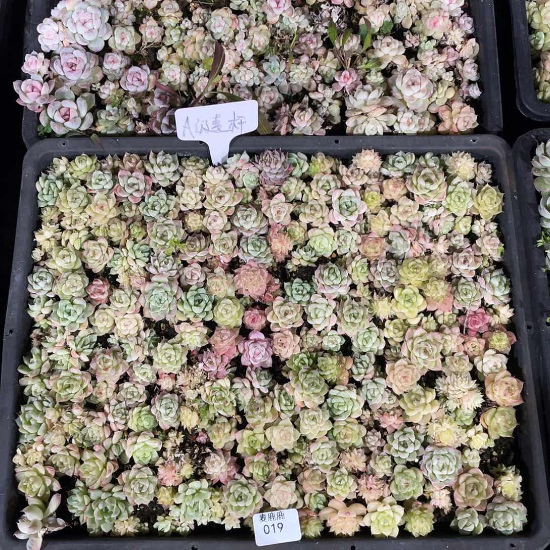 ****危019。 定。             