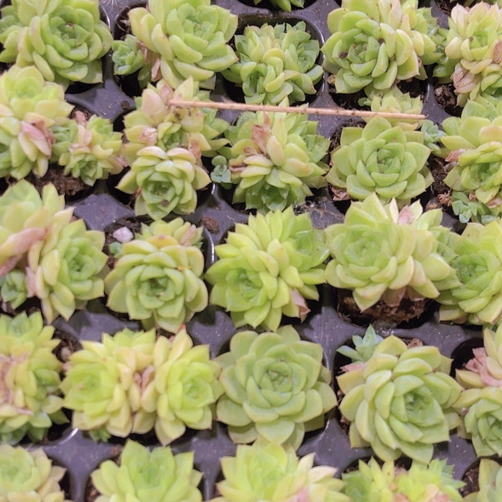 精品韩版麦秆多肉植物