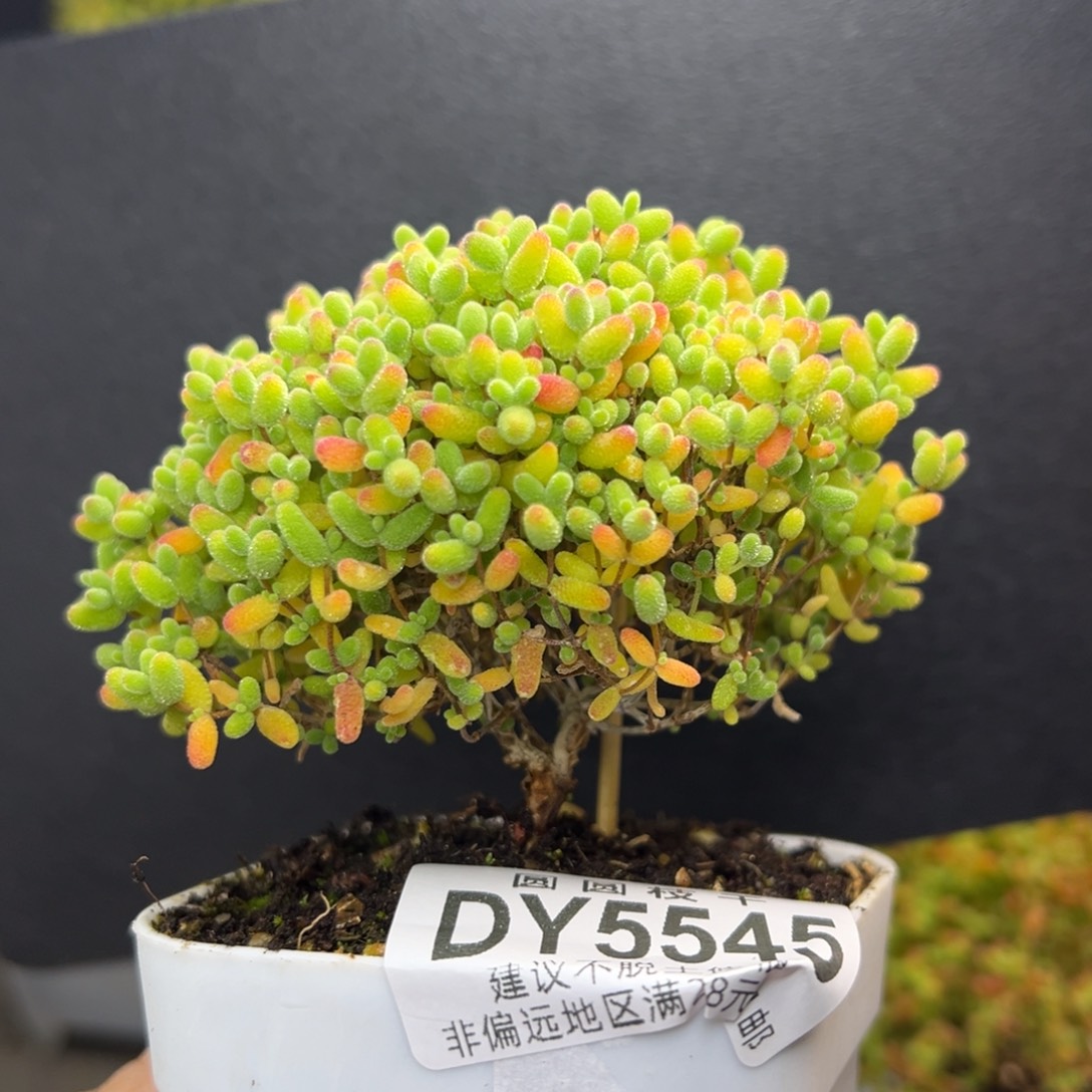 不***头dy5545小老桩双叉蜜橘糖球冠幅8cm