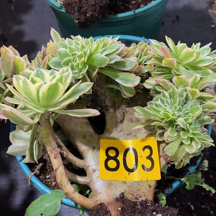 多肉植物福利803
