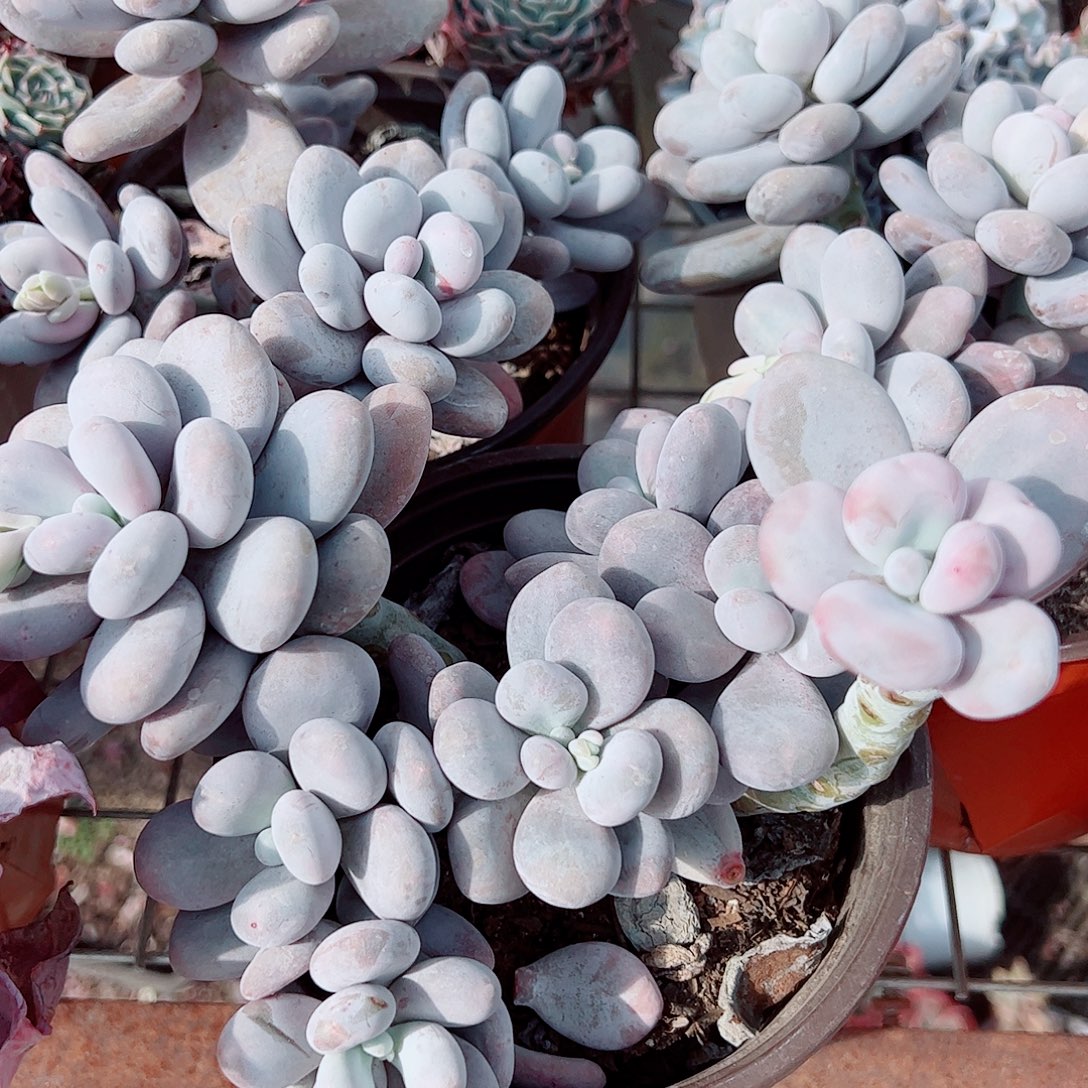 奶酪多头群生精品特价