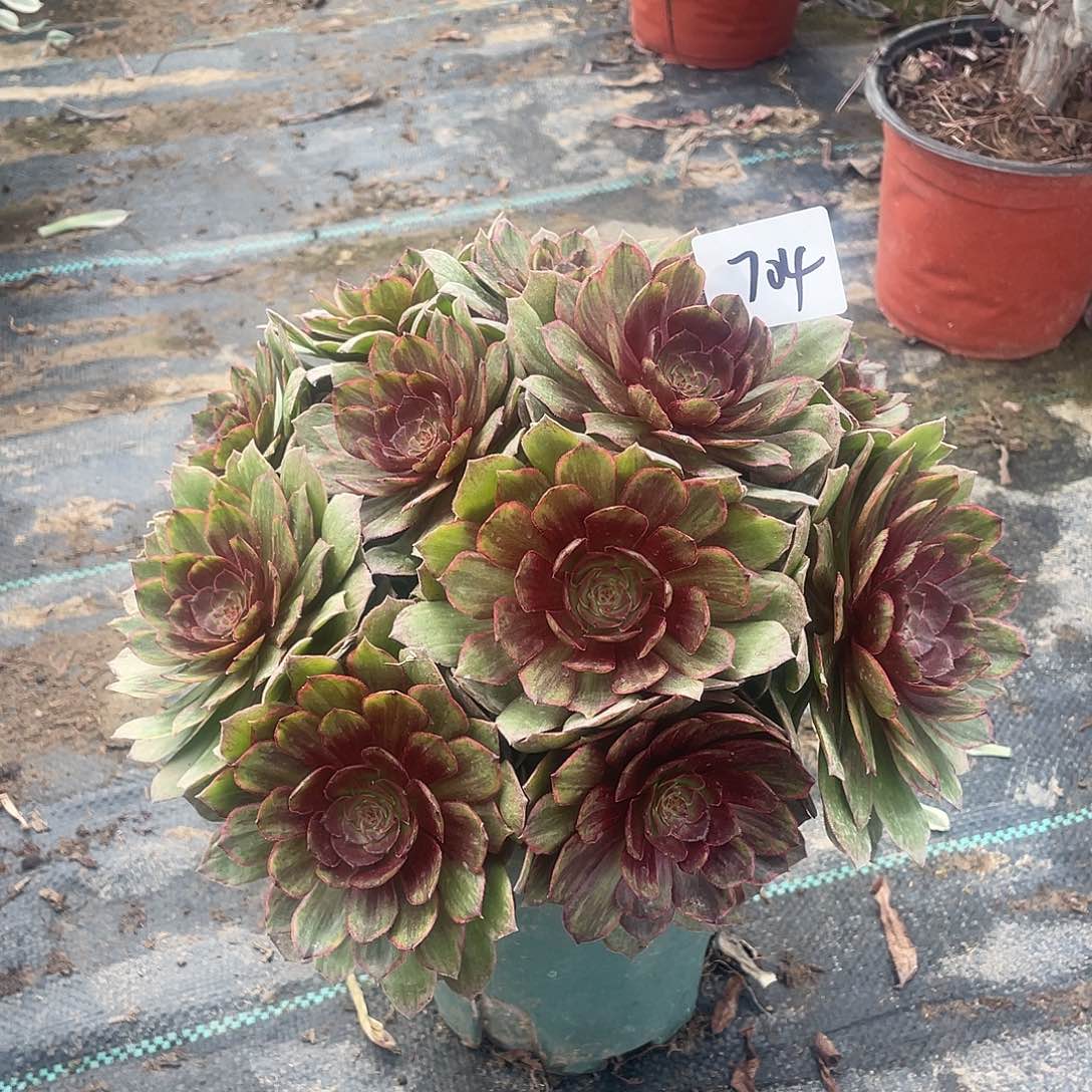 704法师植物红丝绒