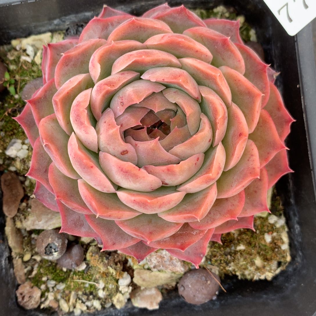 7759杂交多肉老桩