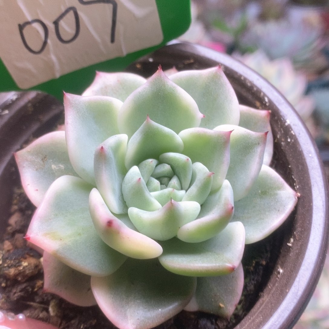 009拉霍亚锦锦锦锦锦