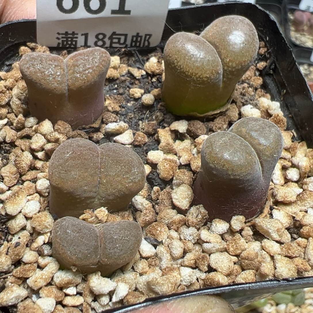 【闪购商品】 661。