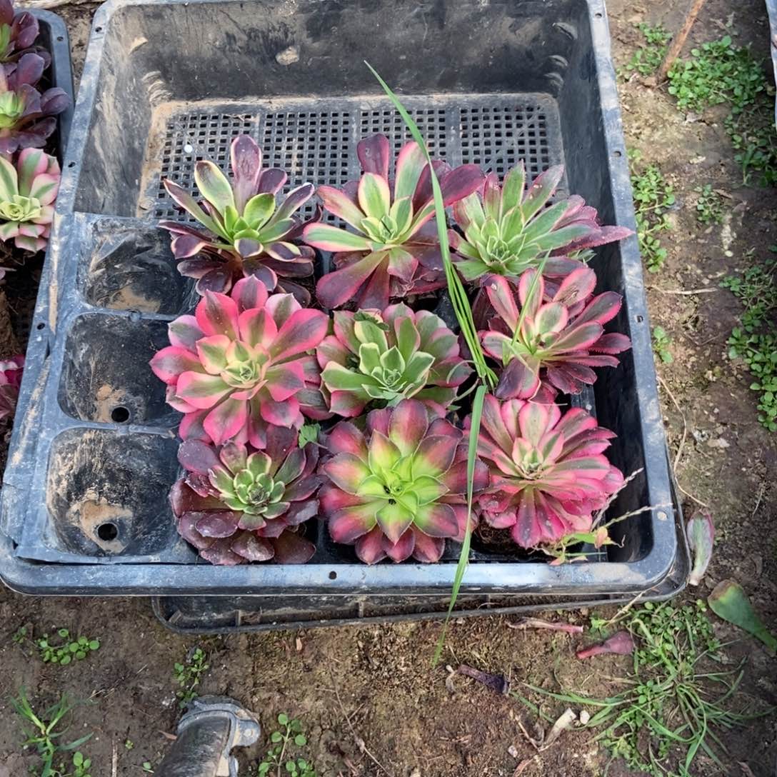 15号链接九颗法师