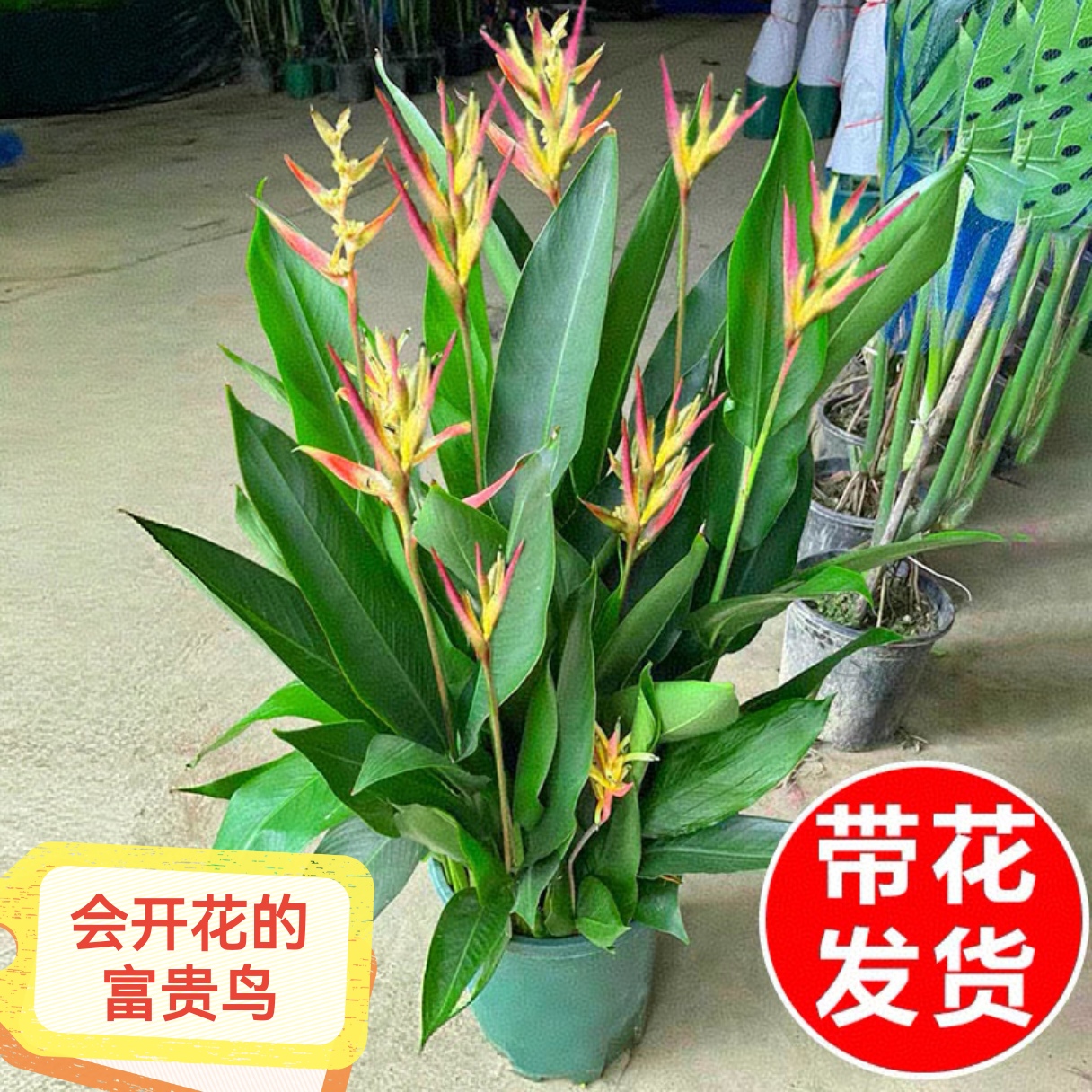 富贵鸟绿植常年开花绿植室内客厅吸甲醛四季常青办公室