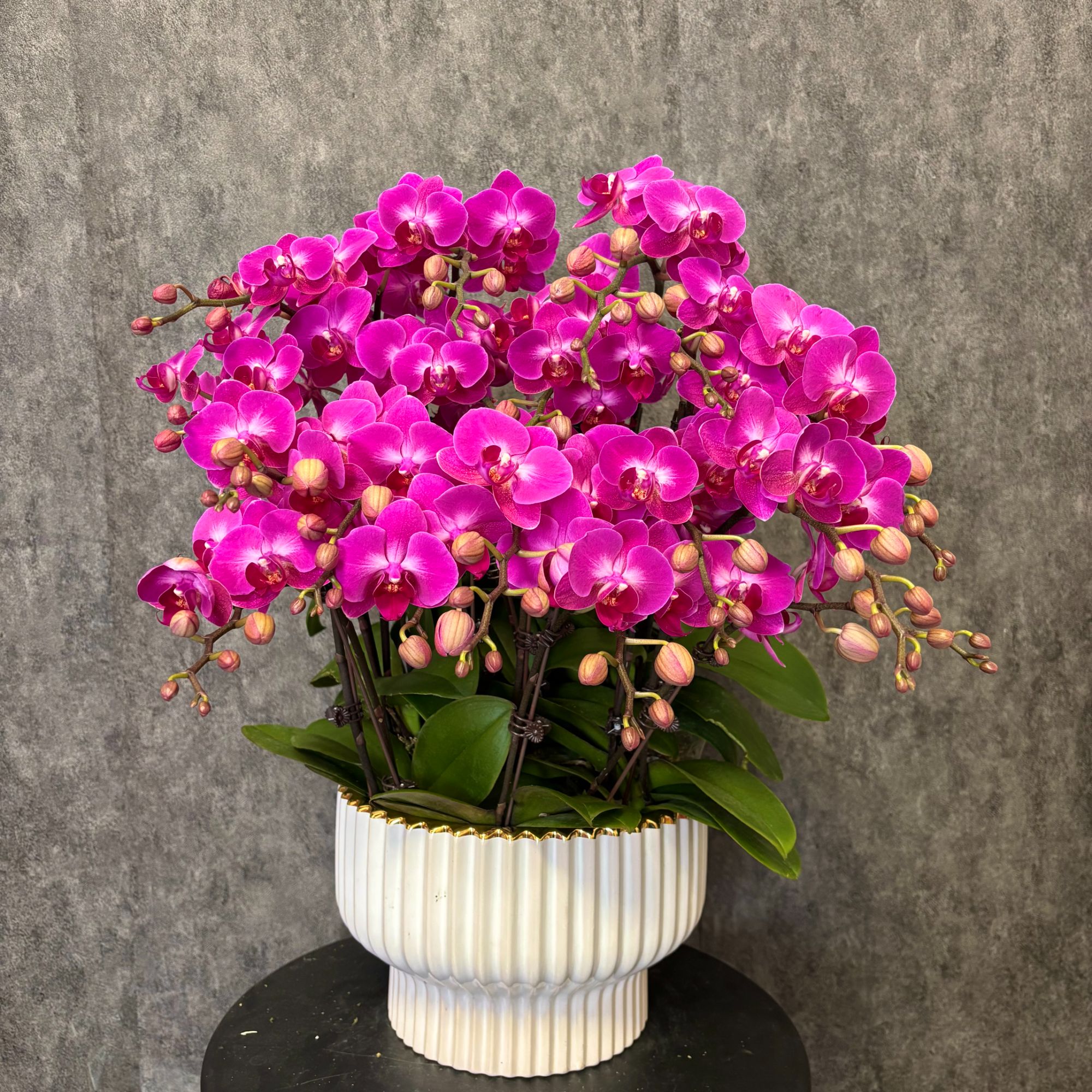 【幸福仙女】蝴蝶兰鲜花绿植好养花期长送礼装饰室内观赏花