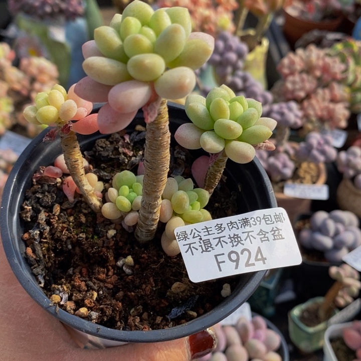 鱼子酱924多肉植物