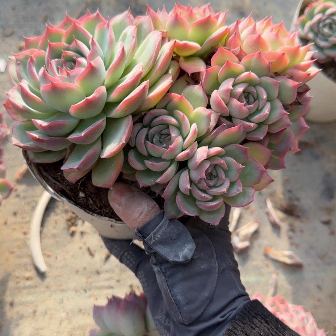 无花朵侧影七头群生