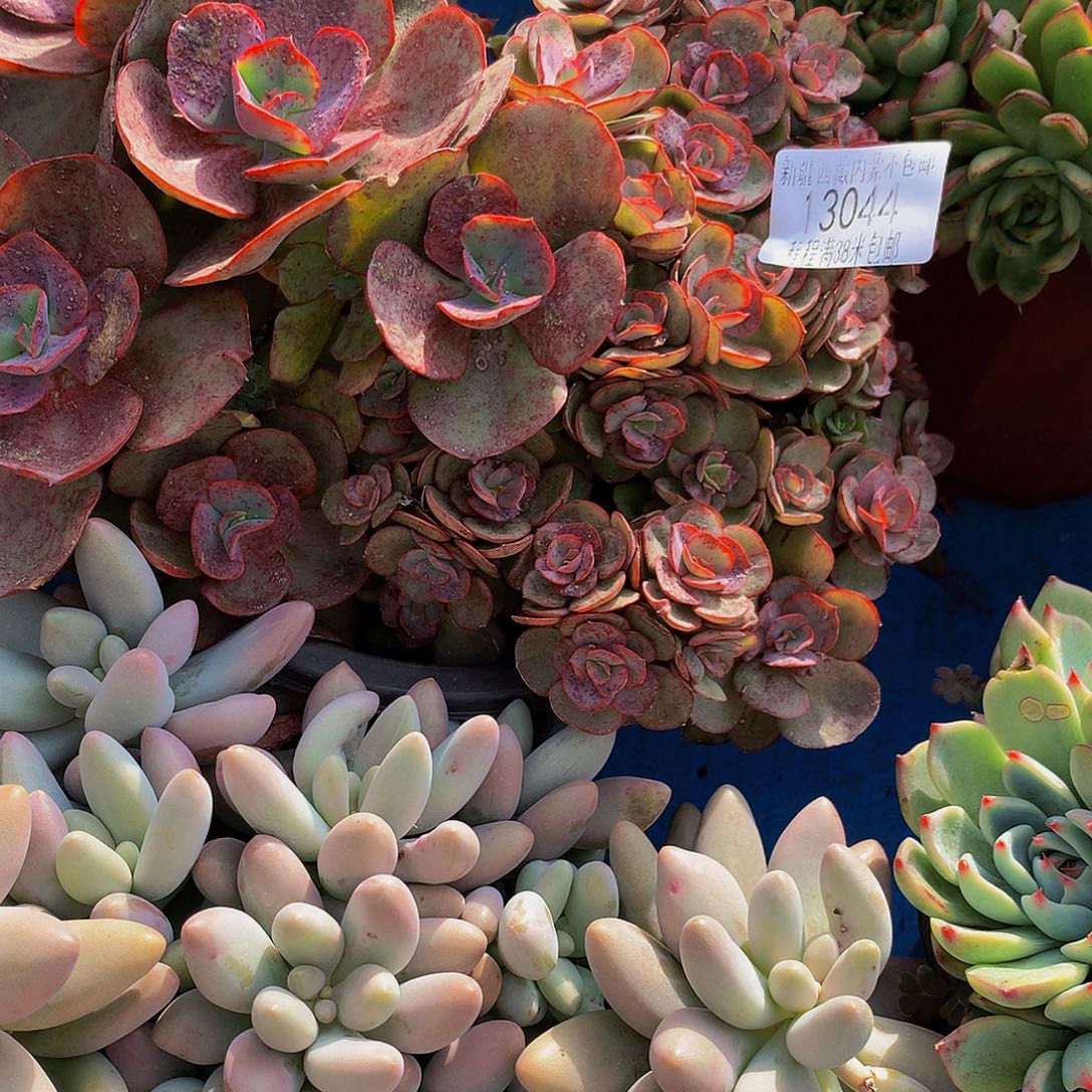 A***咪秀妍13044多肉多肉