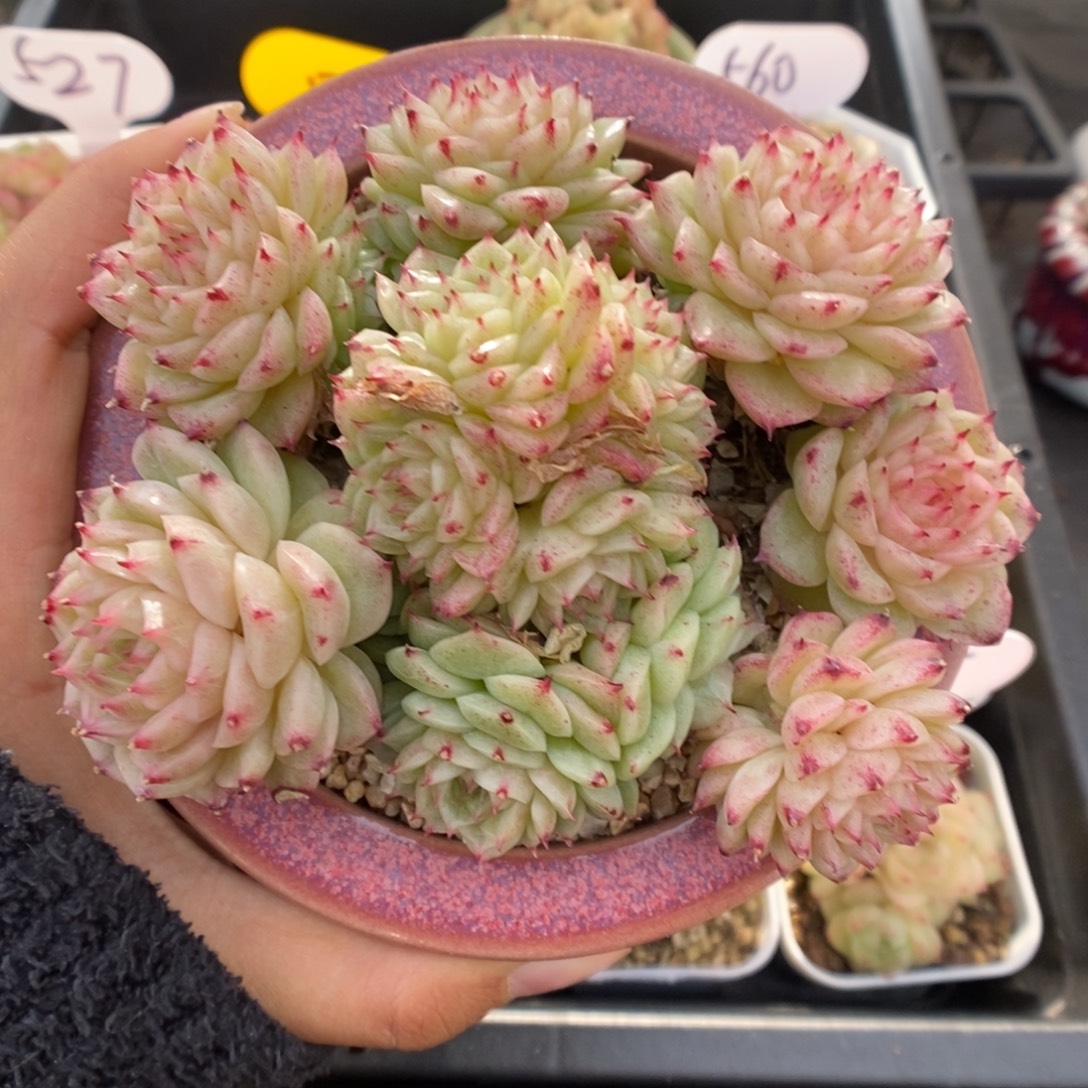 油透珠光麦秆595号