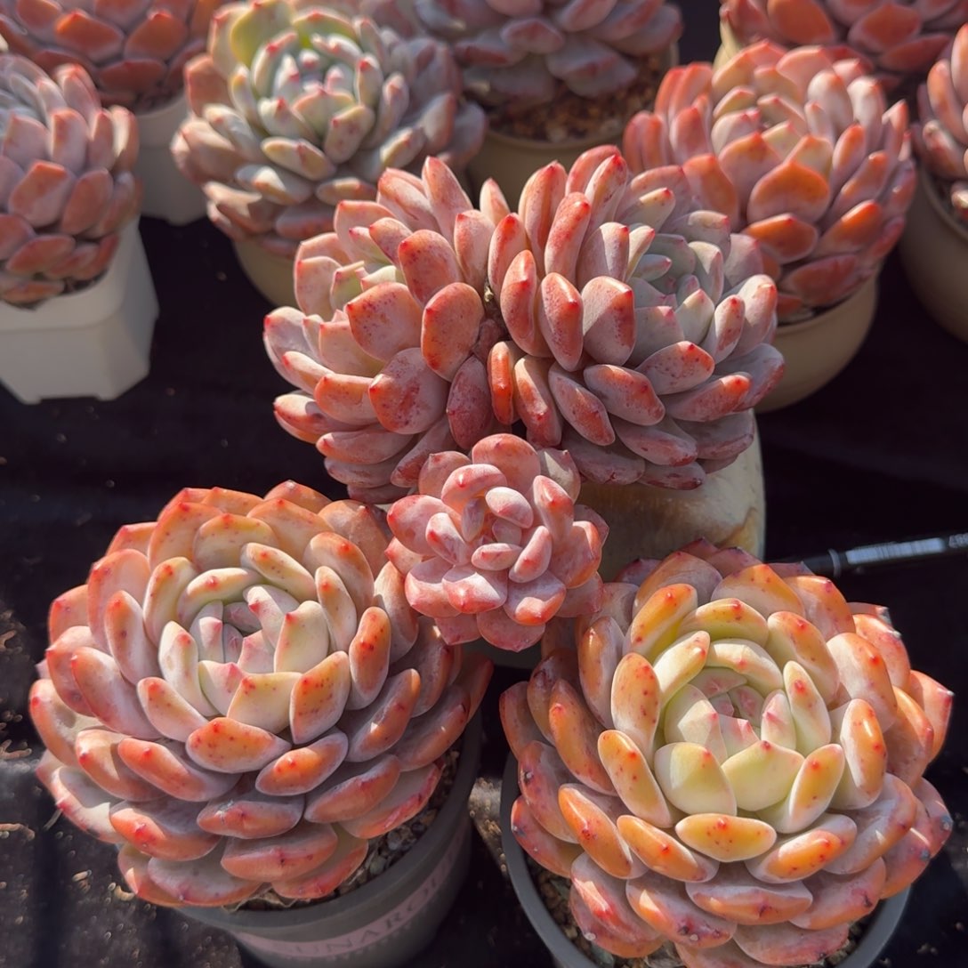 开播福利，专拍链接。