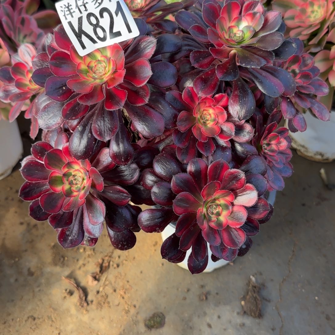 丁****6821丽娜法师园艺官服25左右2号