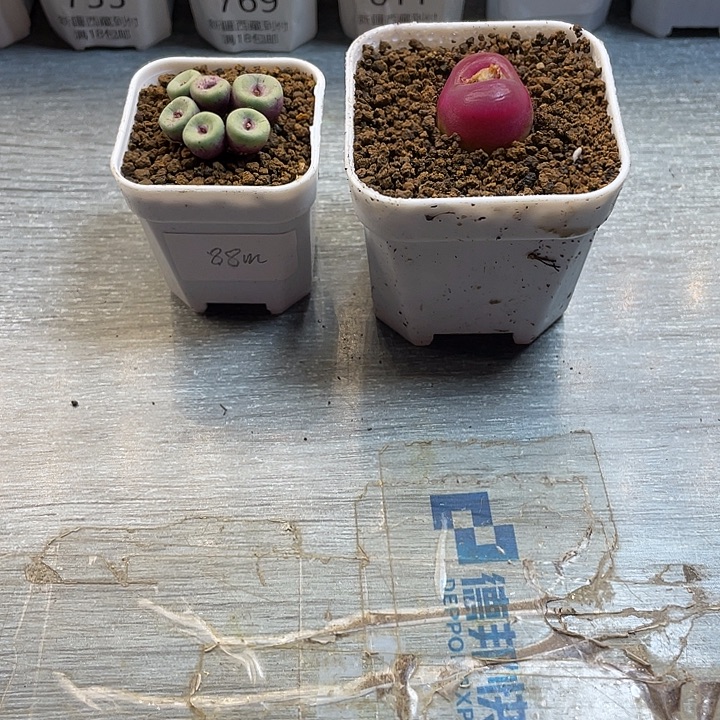 小***兔佳人园艺博览会88