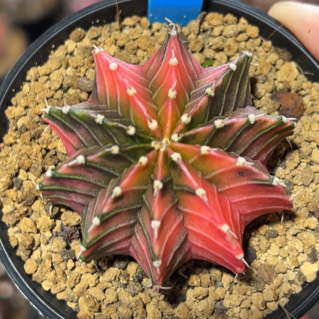 泰系实生肋骨锦142