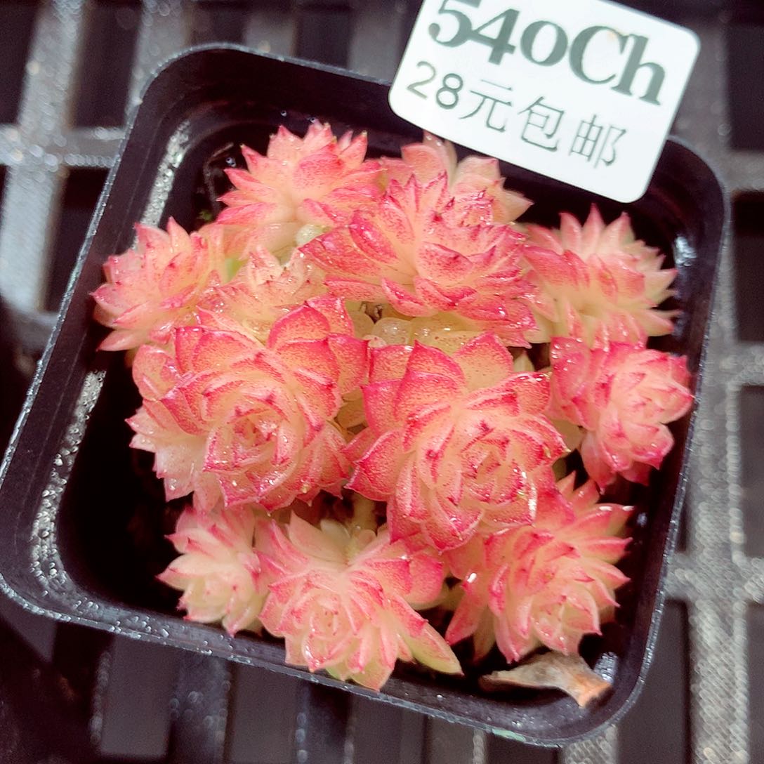 5厘米盆精控多肉540