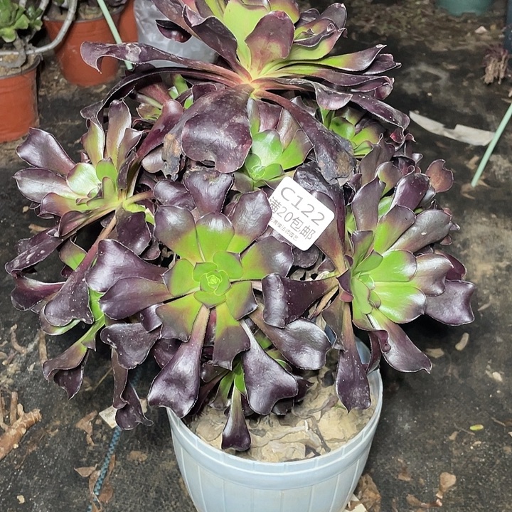 122巫都多肉法师多肉