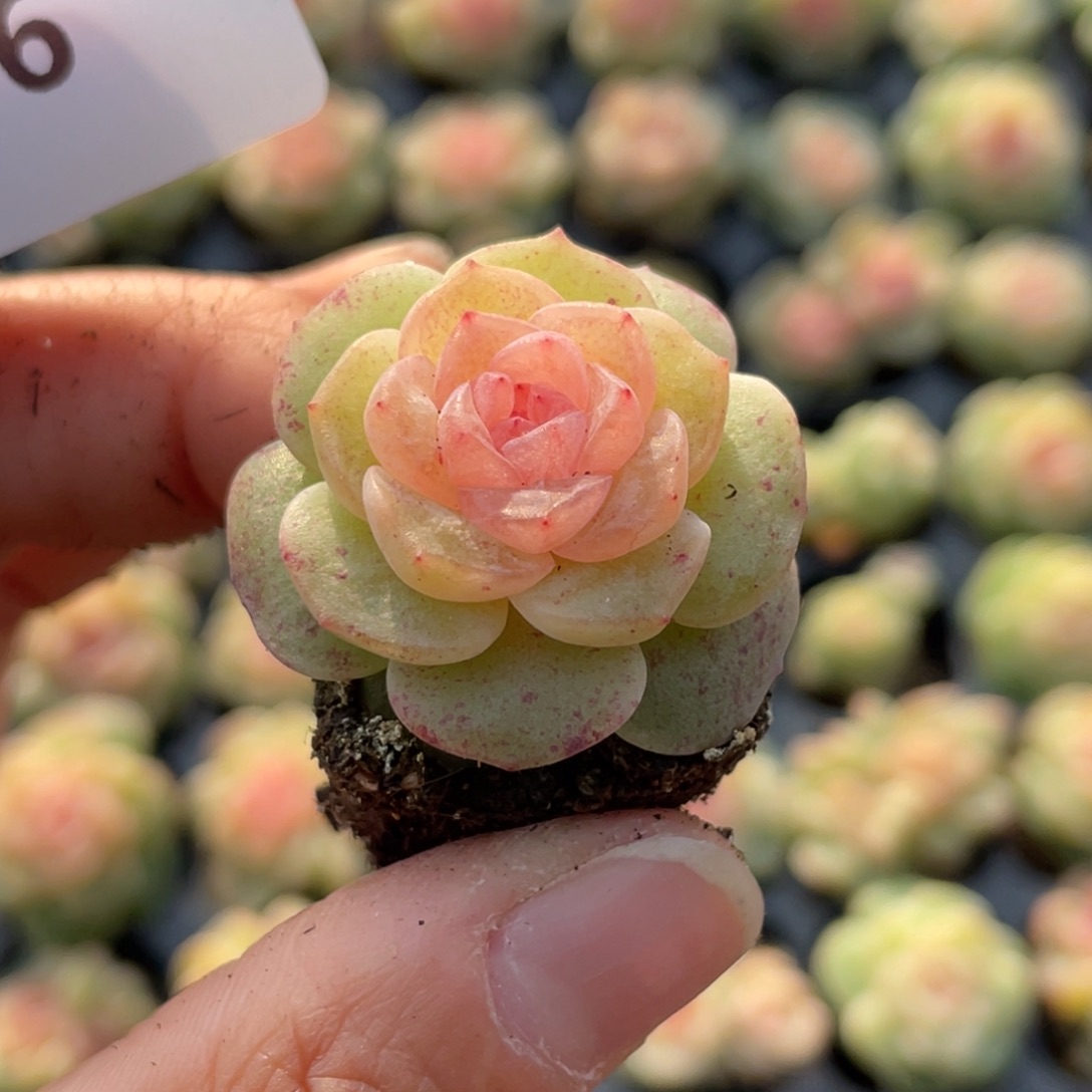 松***果596号糖心冰心珍妮