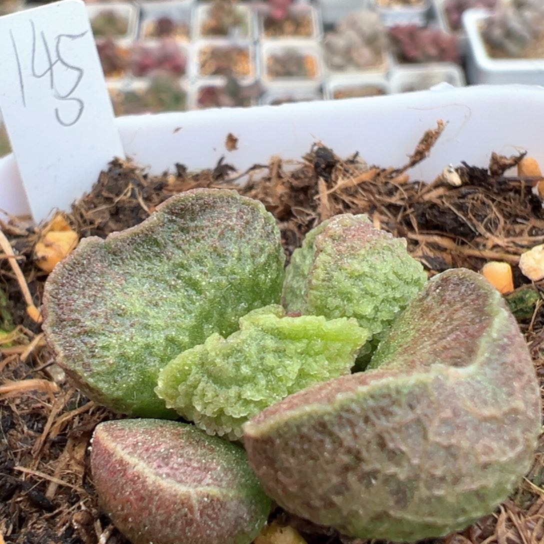 实生新品多肉植物水泡