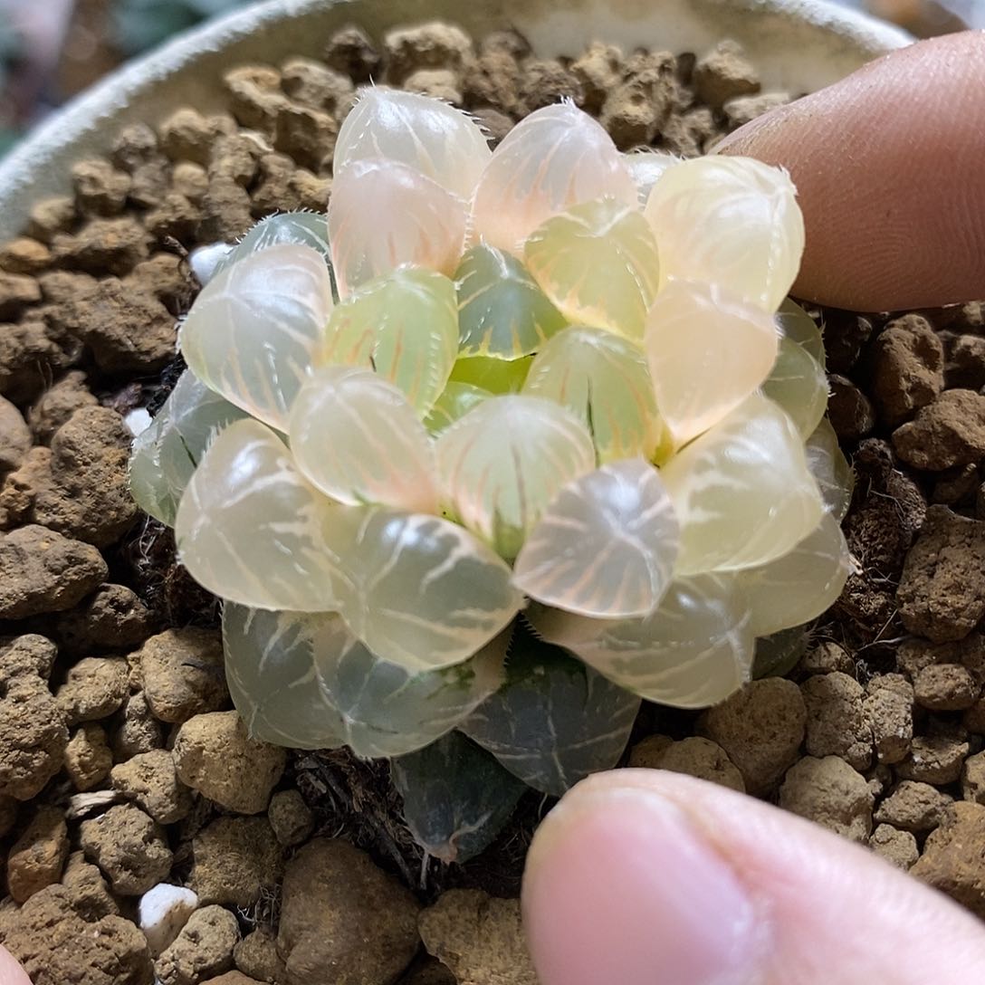 101蓝镜糊斑哈哈哈