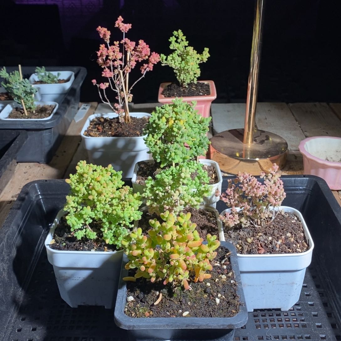 枝干番杏多肉植物826