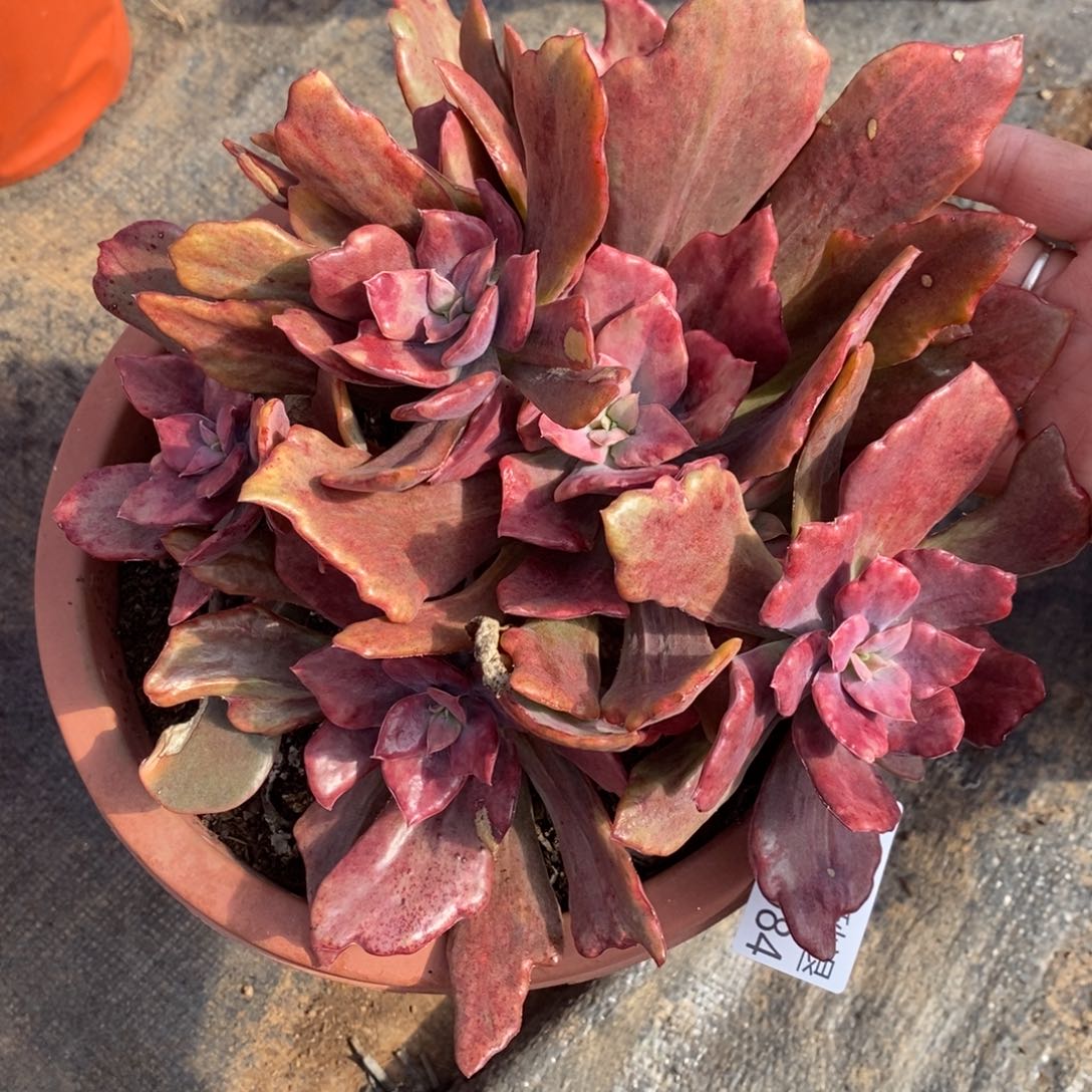 勿秒拍秒退1210-84钻石景