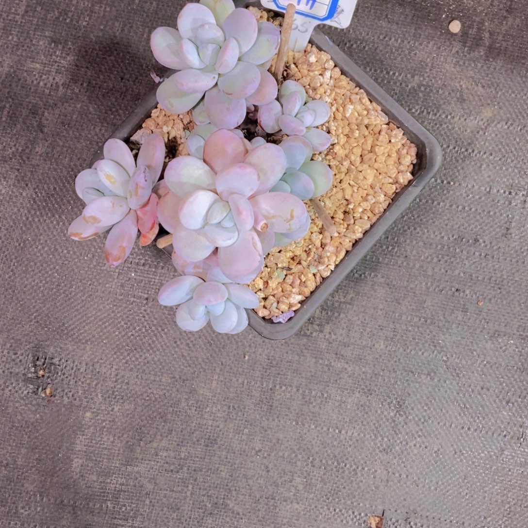 鑫***发2411雪美人群一颗