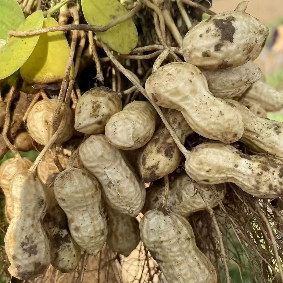 2025新鲜带壳湿花生可水煮生吃农家自种生花生带壳新鲜