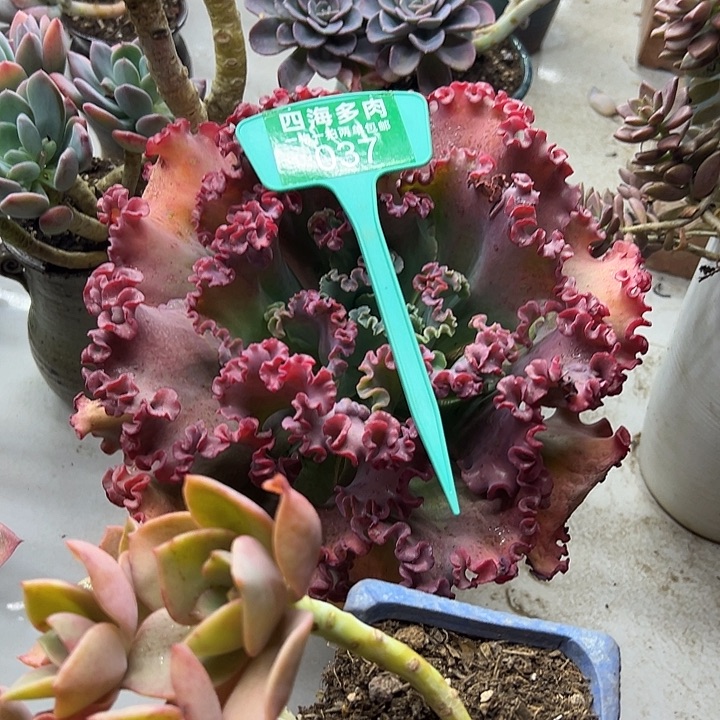 追***5女王多肉植物精华037