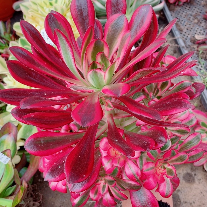 712香多肉12345678