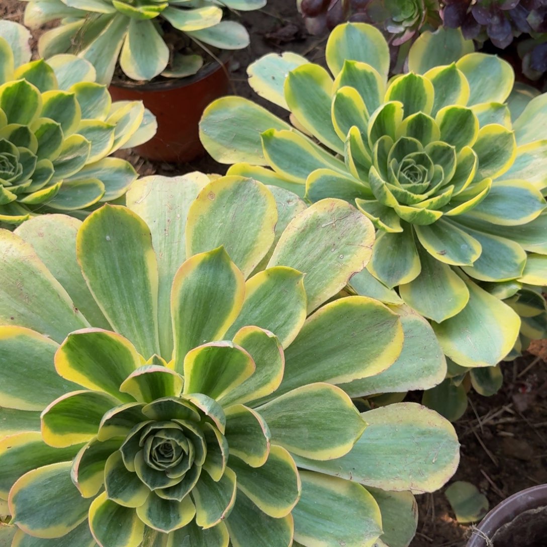 香炉盘锦多肉植物捧花10块钱@