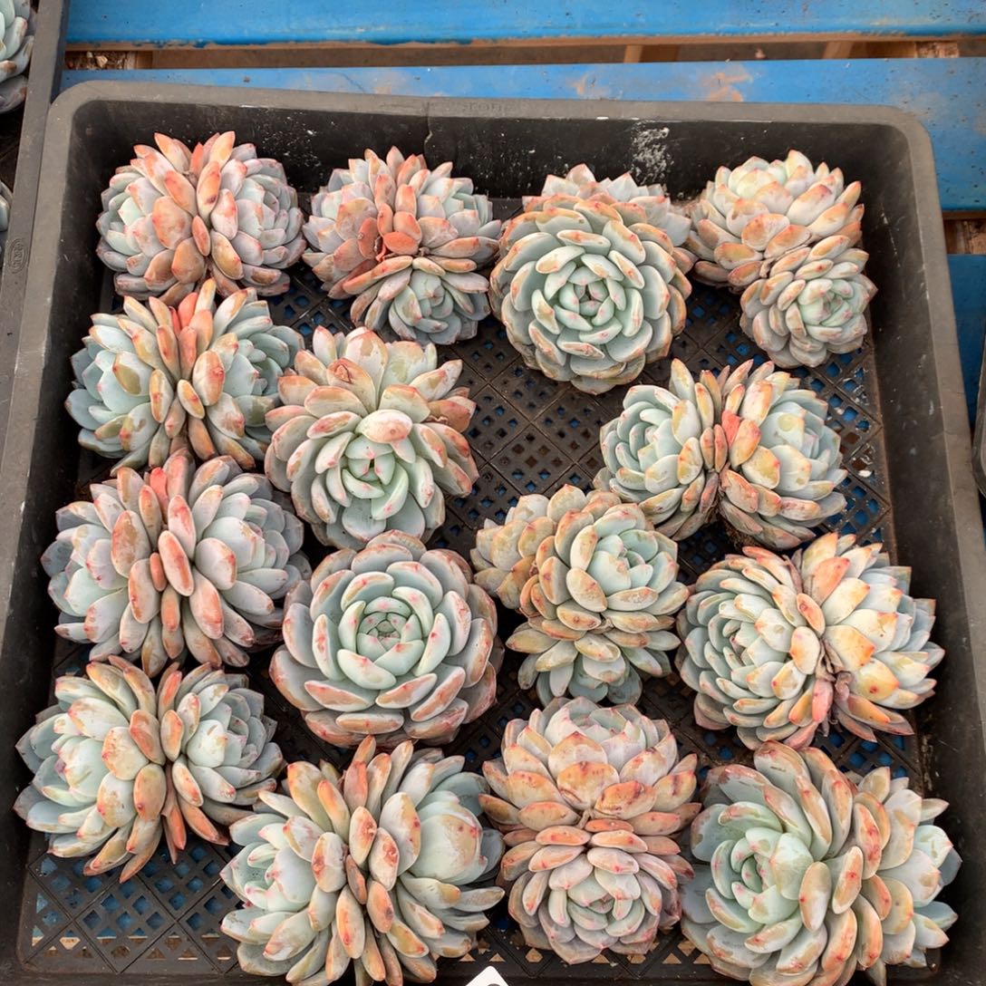 918号新疆西藏内蒙古不包邮