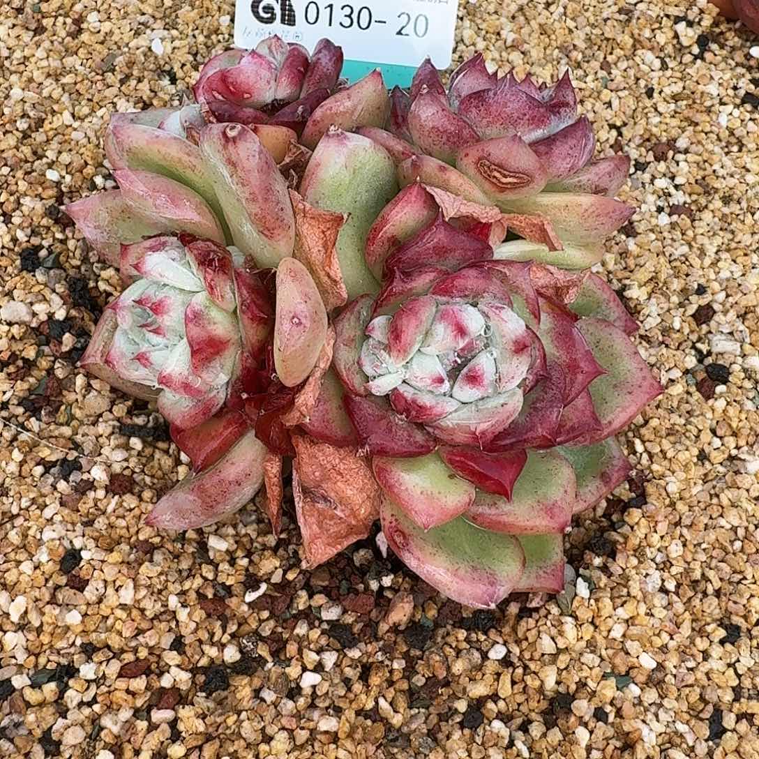 从前慢花园多肉0130-20