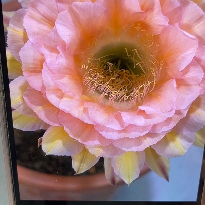 香香梦幻侧芽3.5公分左右