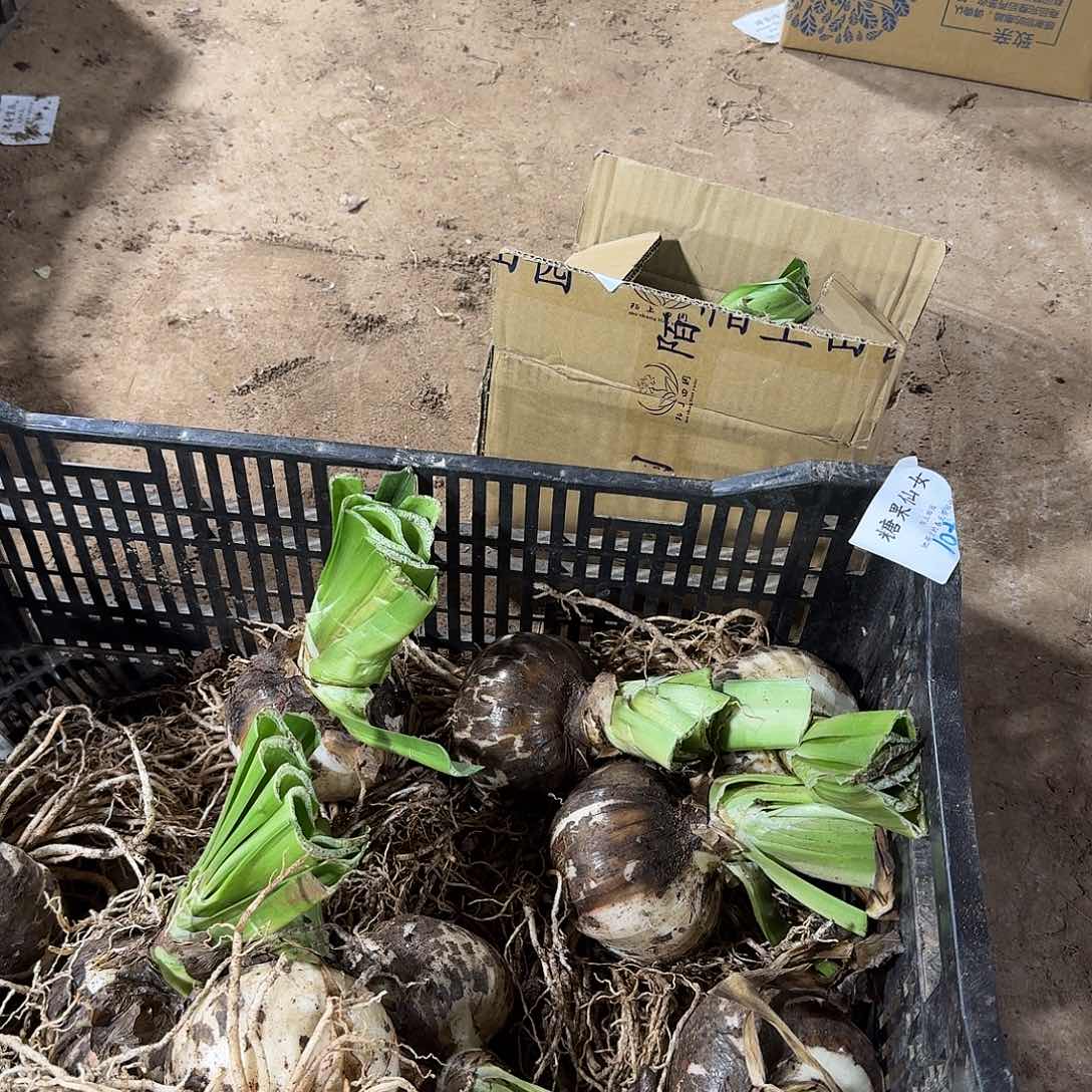 糖果仙女10+开花球发发发