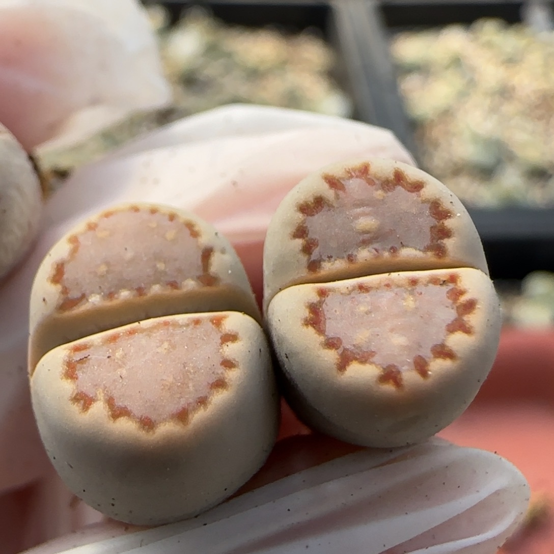 11.26辛然园艺1621.013饼干9037