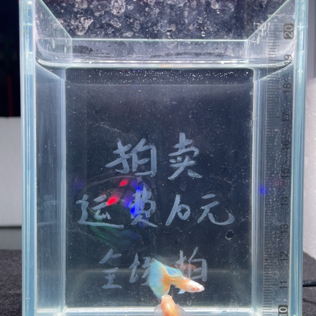 孔雀鱼蓝白玻璃猫大C一对