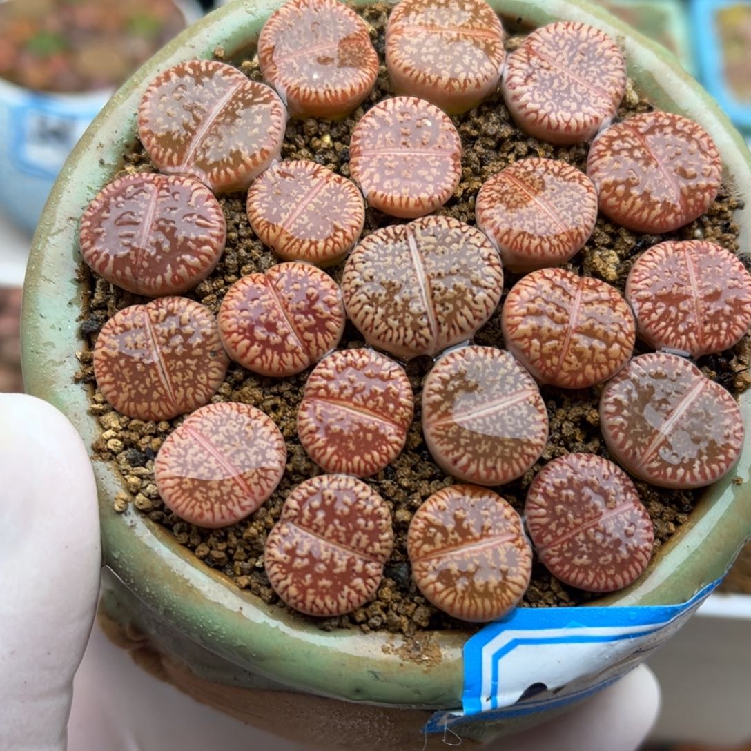 417号一盒红色流水日轮