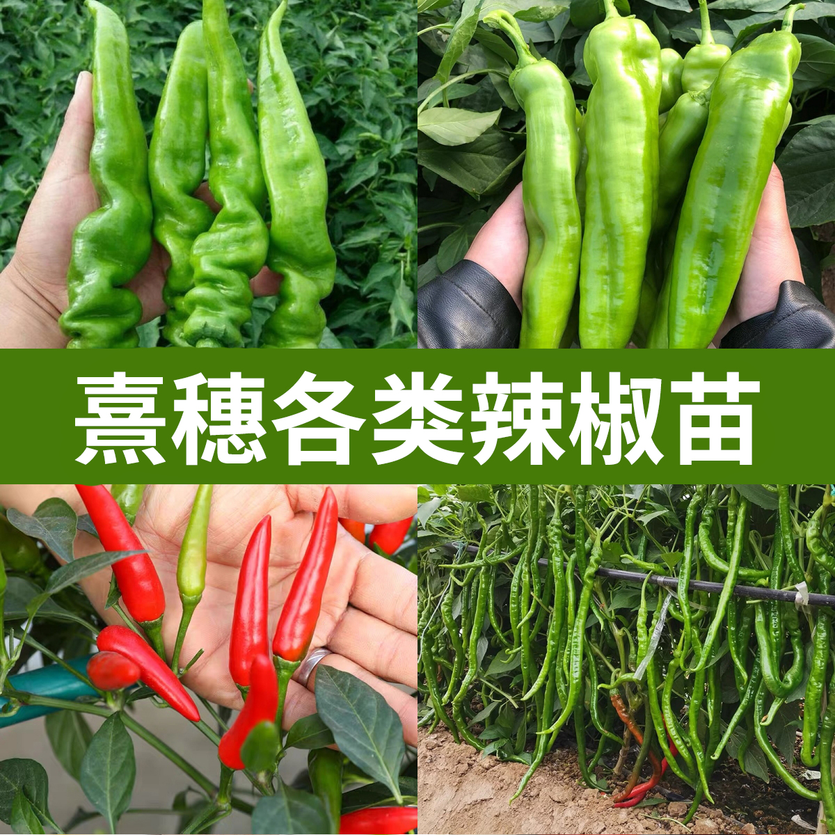 各种辣椒苗秧苗四季五彩七彩椒种籽春季蔬菜苗盆栽阳台种菜辣椒