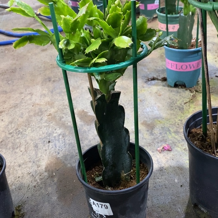 大部分花苞少量开放用****8179嫁接2224